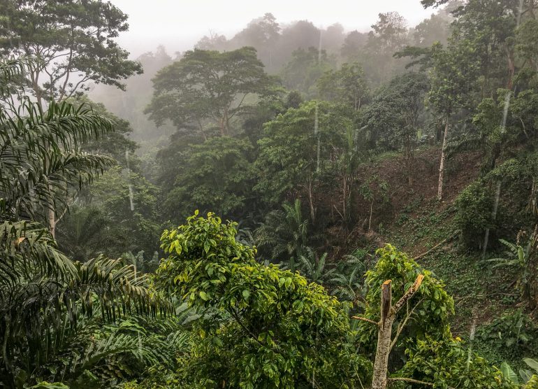 Sao Tome sademetsä