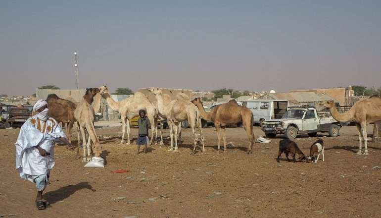 Mauritania kamelit