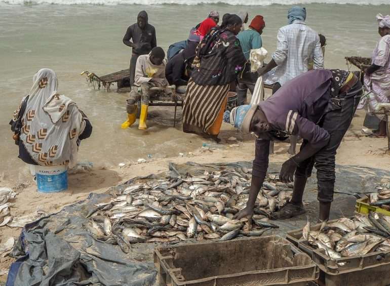 Mauritania kalamarkkinat