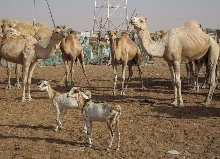 Mauritania kamelit Nouakchott Top3 kokemukset