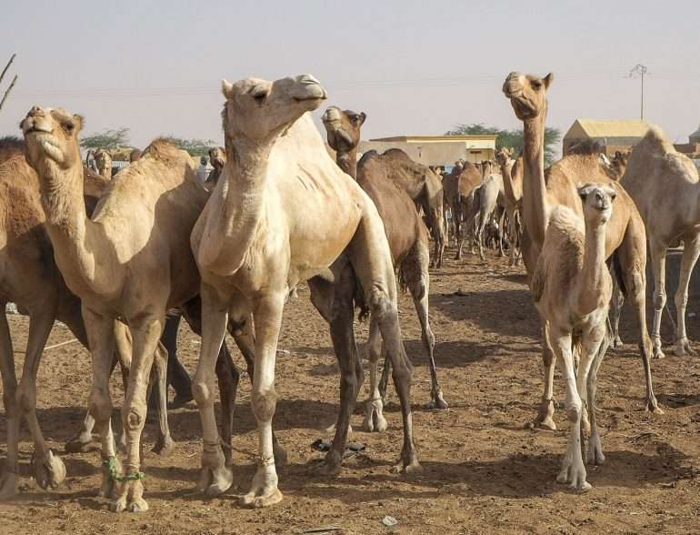 Mauritania kamelit Nouakchott Top3 kokemukset