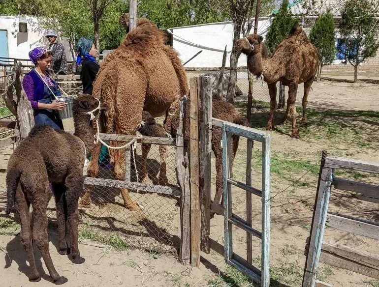 Darvaza kylävierailu