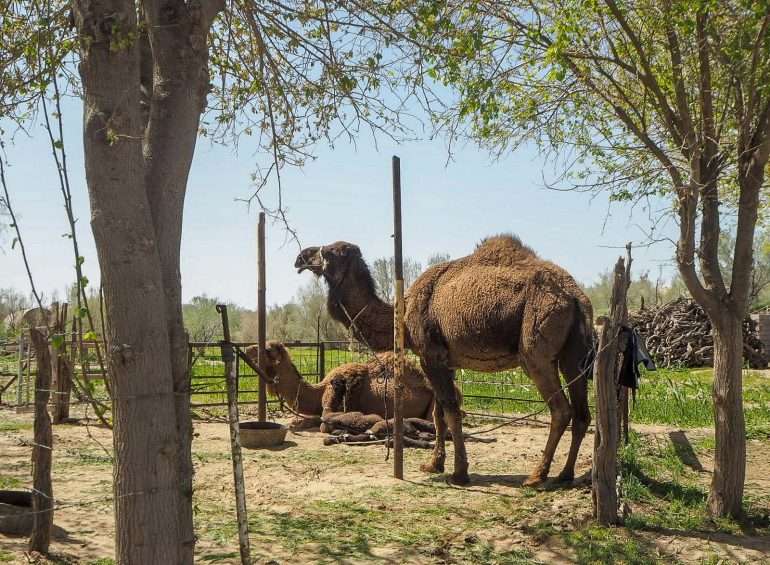 Darvaza kylävierailu