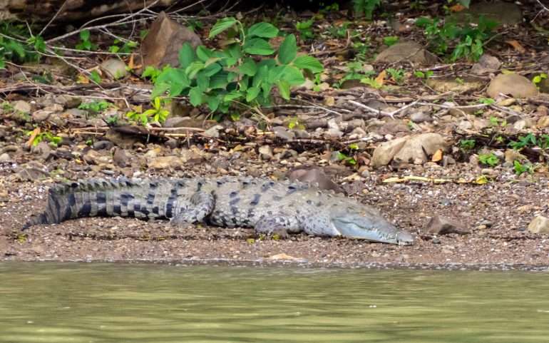 Krokotiili Panaman eläimistö