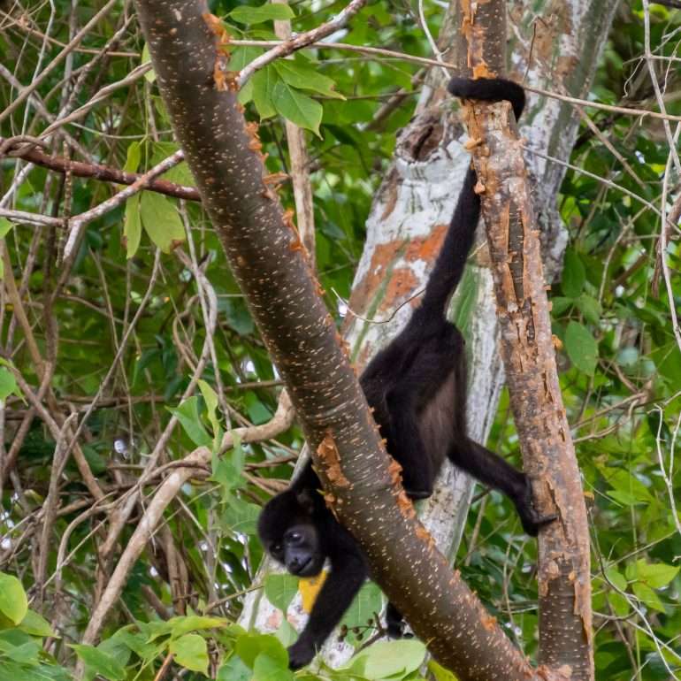 Monkey Island Gatun Panama Panaman eläimistö