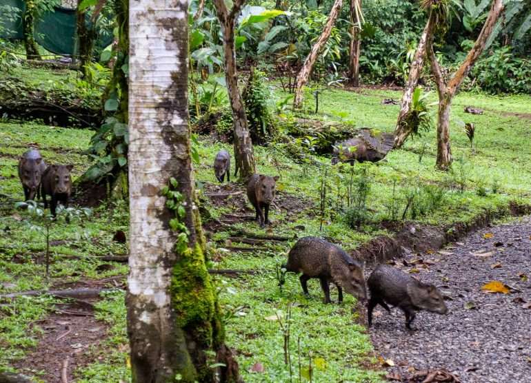 Mistico Arenal Costa Rica