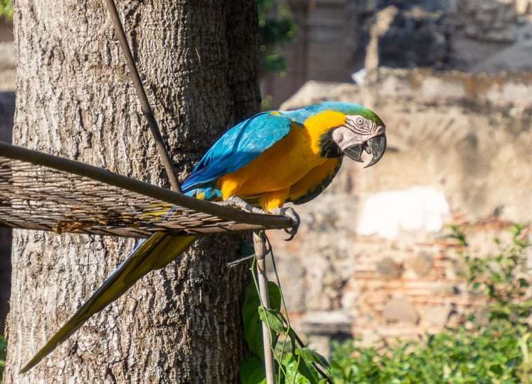 Casa Santo Domingo Antigua