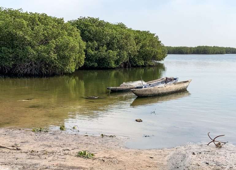 Mangrovea Senegal