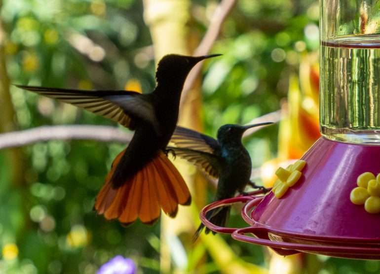 Tobago kolibrit