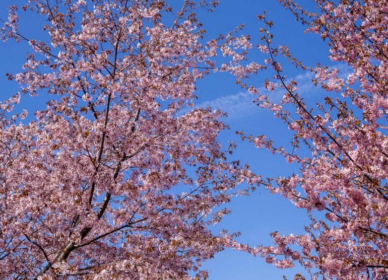 Kirsikkapuita Hietaniemi Kirsikankukkia
