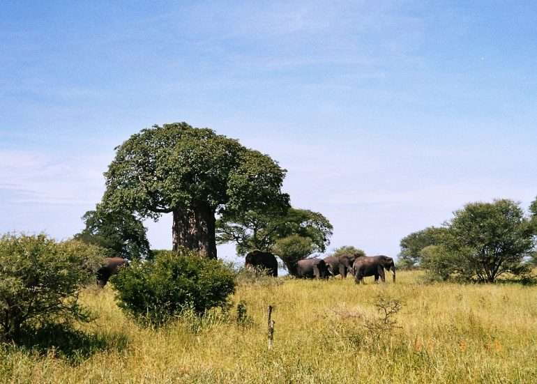 Tarangire norsuja