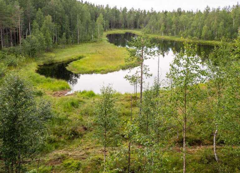 Karhuja Suomen luonnossa