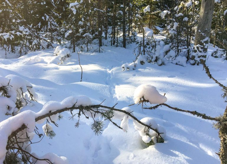 Lumikenkäily metsässä