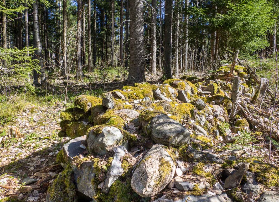 Kiviaita metsässä Torro