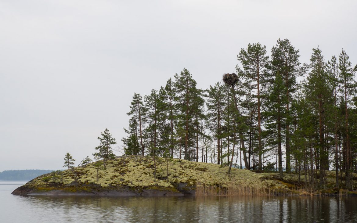Norpparetki Järvisydän