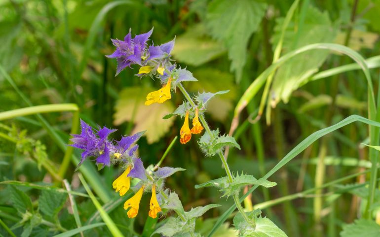 svenska flaggan lehtomaitikka