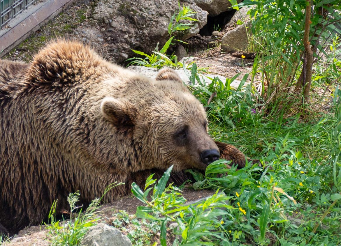 ruskea karhu Ranua Zoo