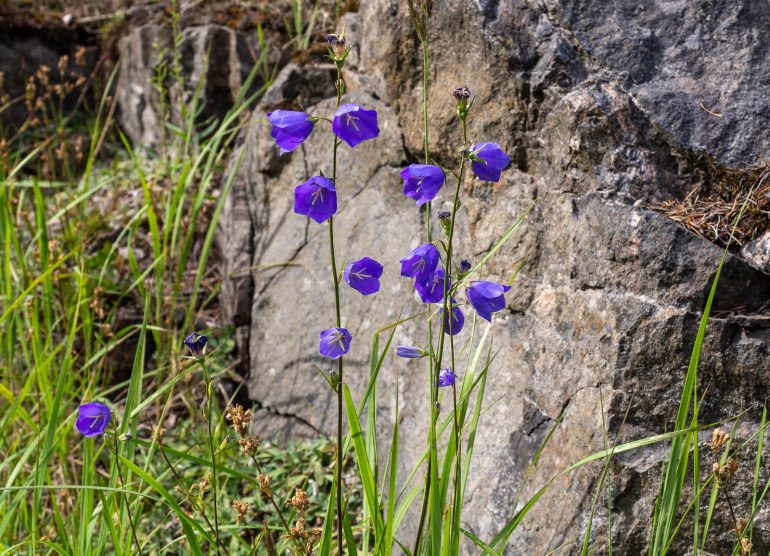 Kurjenkelloja Barösund