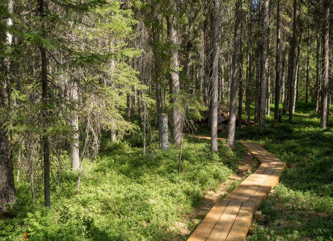 Aarnipolku Seitsemisen luonnonpuisto