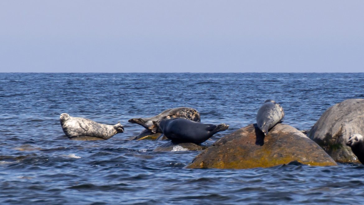 Itämeren hylkeitä Kotimaan matkailukesä 2021
