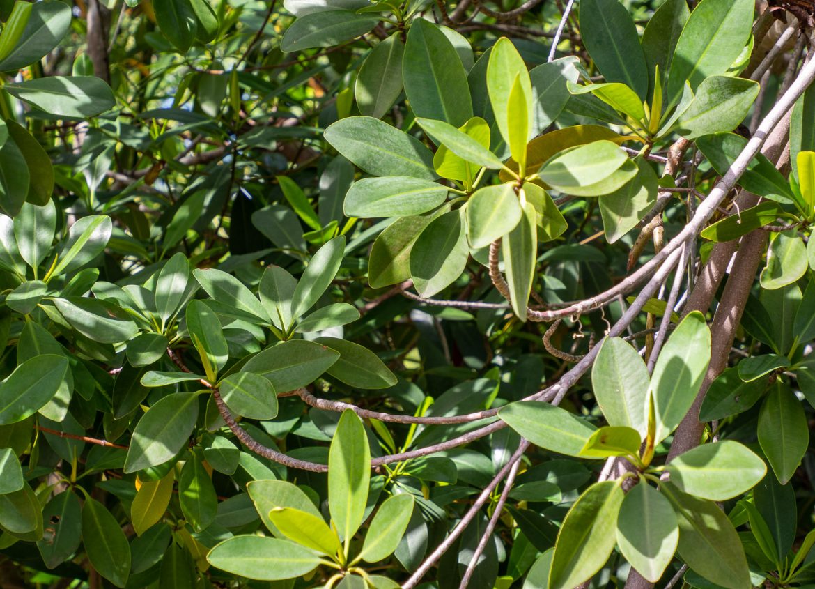 Mangrove Bahia Principe Punta Cana