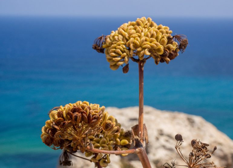 Capypson luola Malta