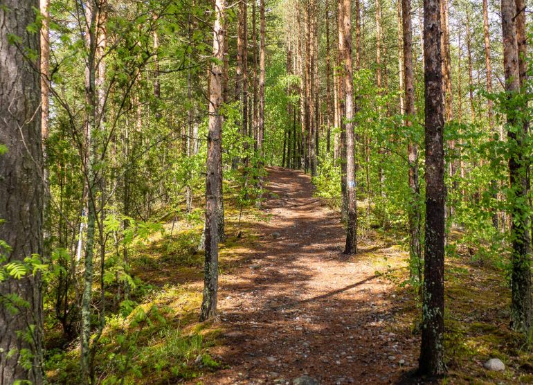 Päijänteen kansallispuisto