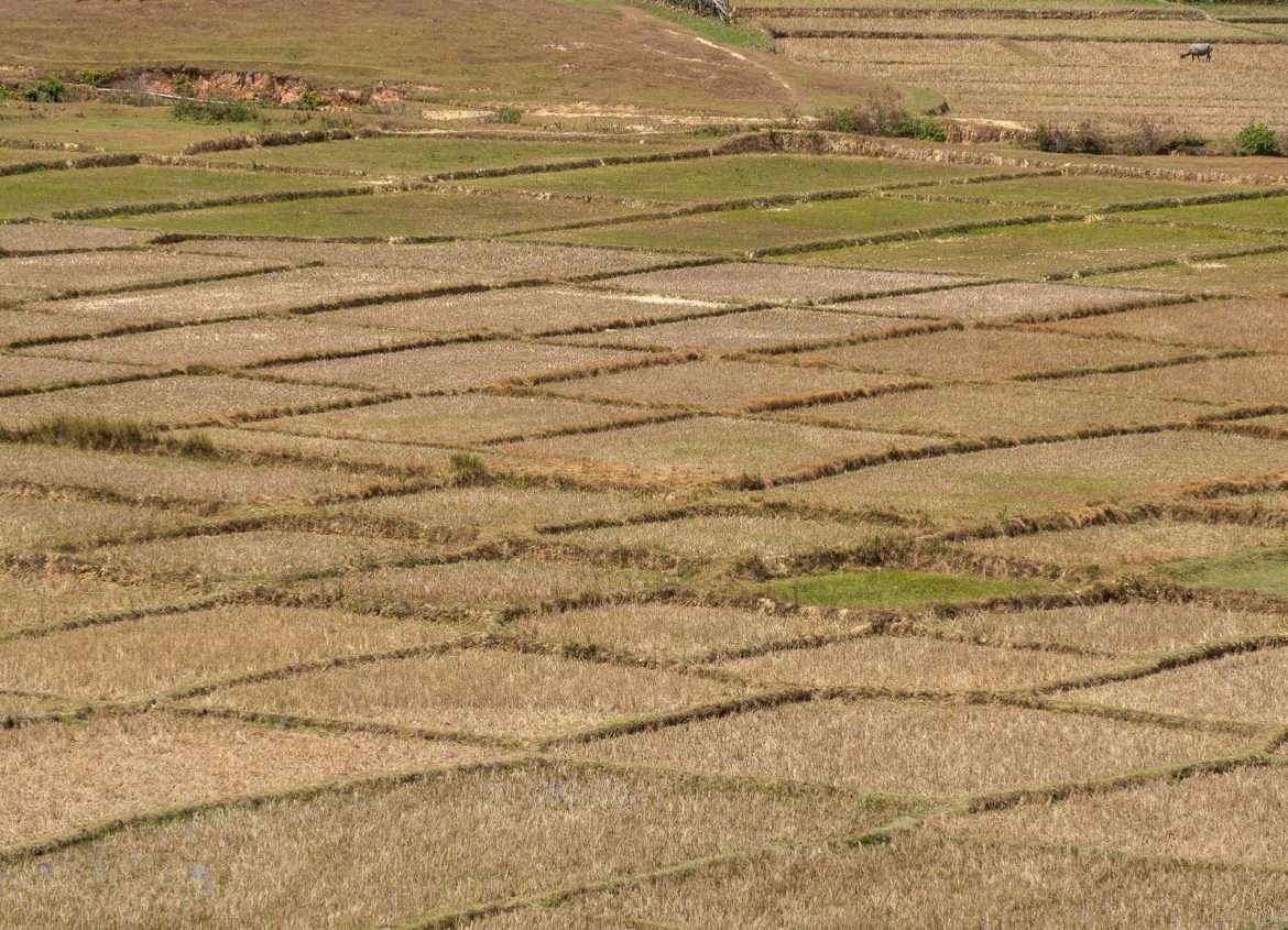 Riisiterasseja Itä-Timor