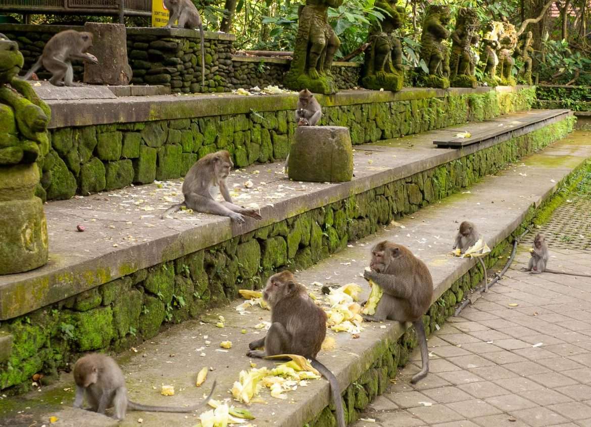 Ubud apinametsä