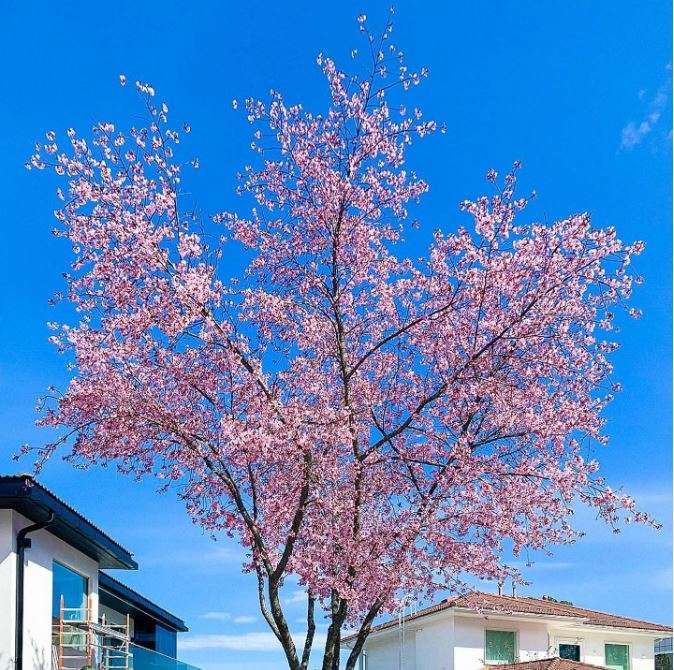 Instagram-kesä 8 kirsikka