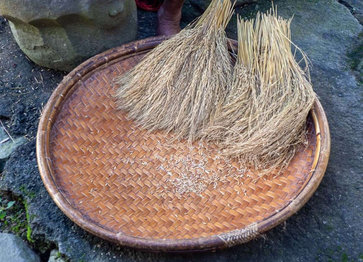 Riisin puintia