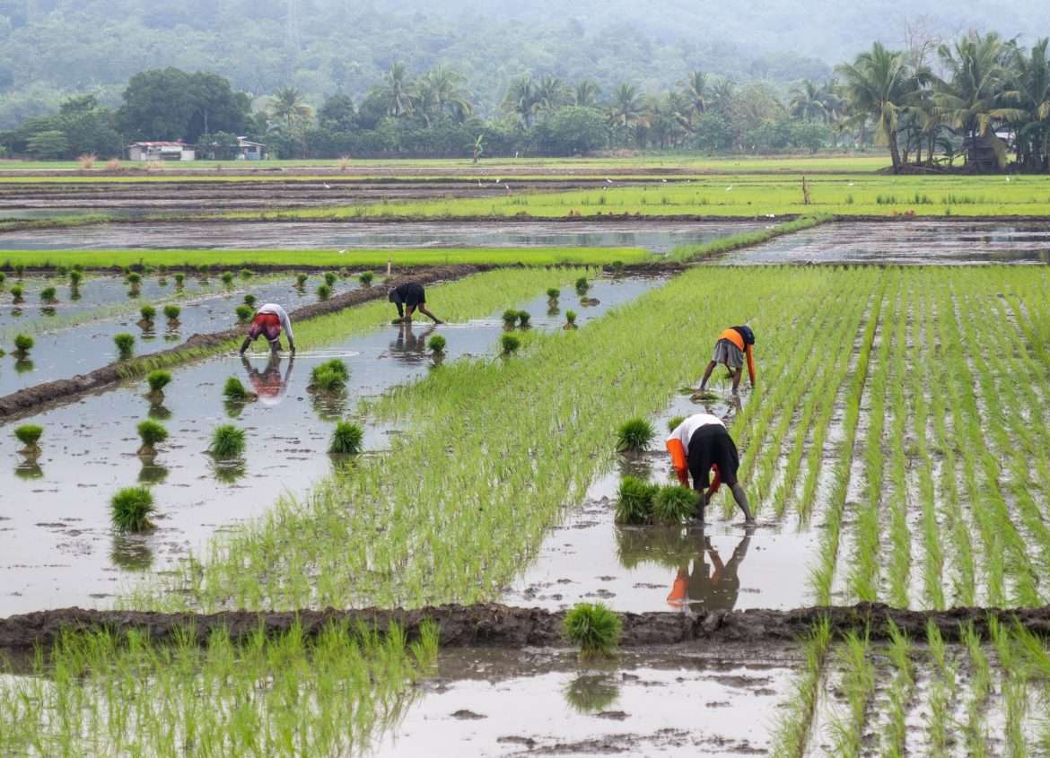 Riisinviljelyä Luzon