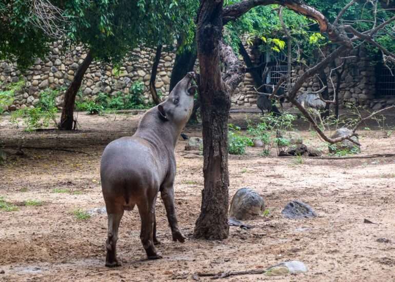 tapiiri santa cruz zoo