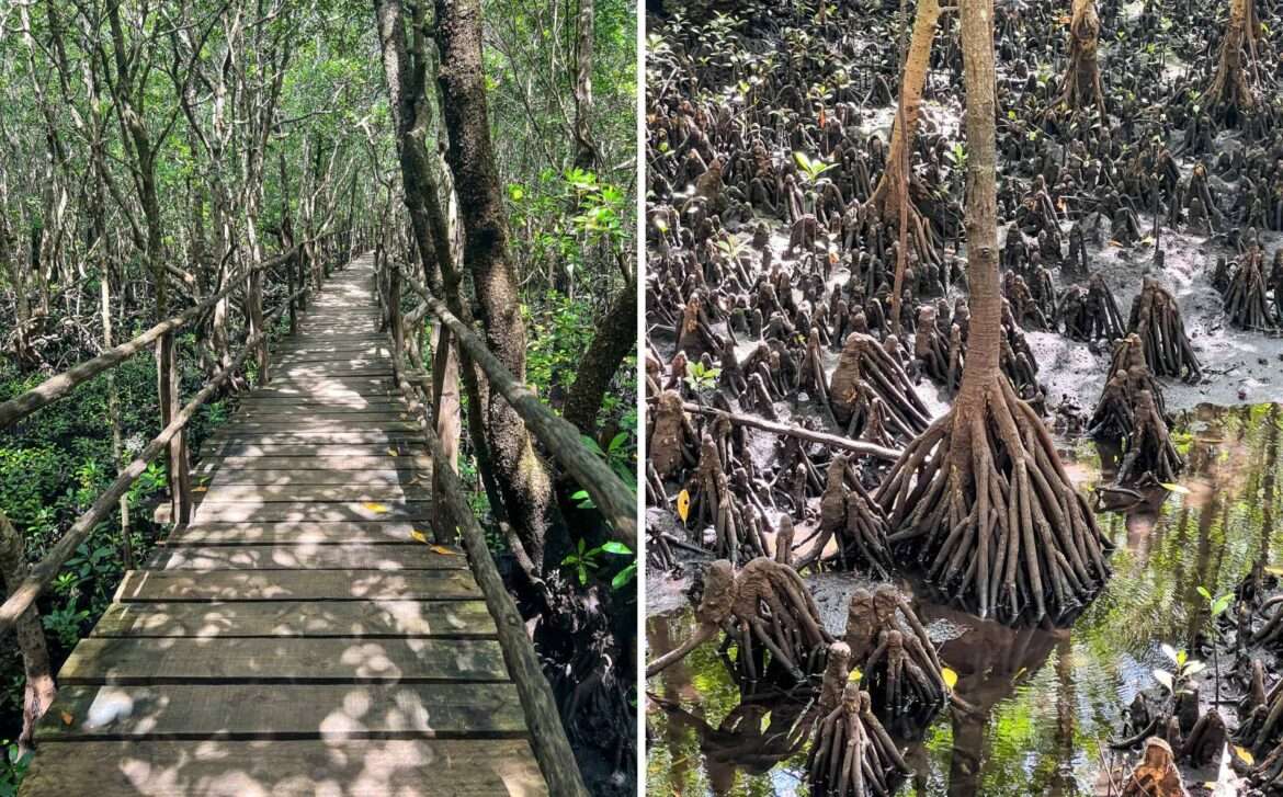 Mangrovesuo