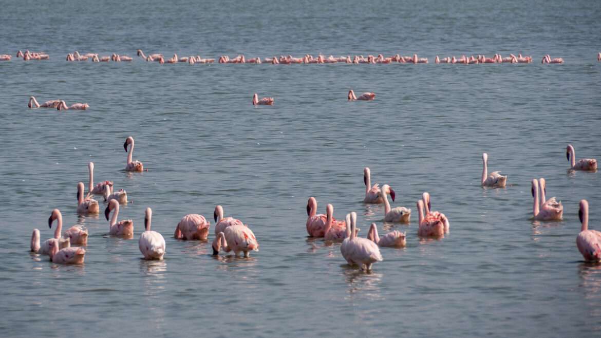 Flamingoja Kenia