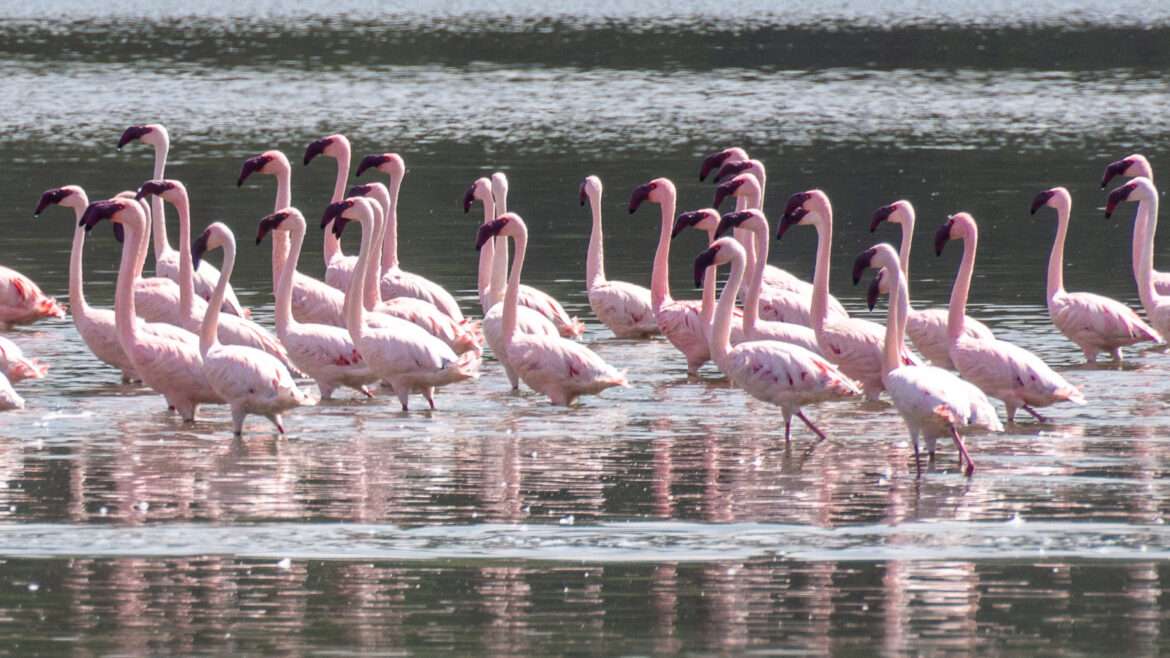 Flamingoja Kenia
