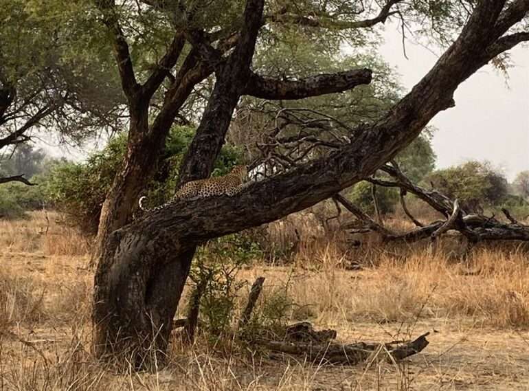 sambia south luanga 15 parasta safarikohdetta Afrikassa