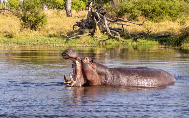 Virtahepo Okavangon suisto