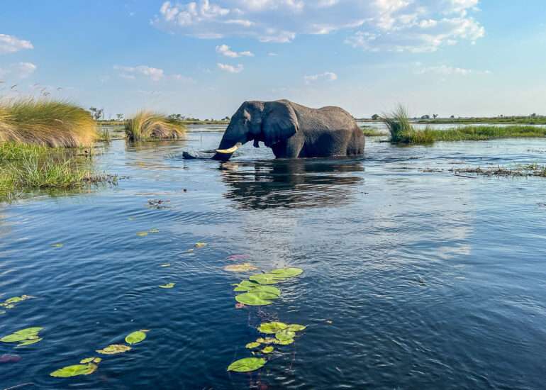 Norsu Okavangon suisto