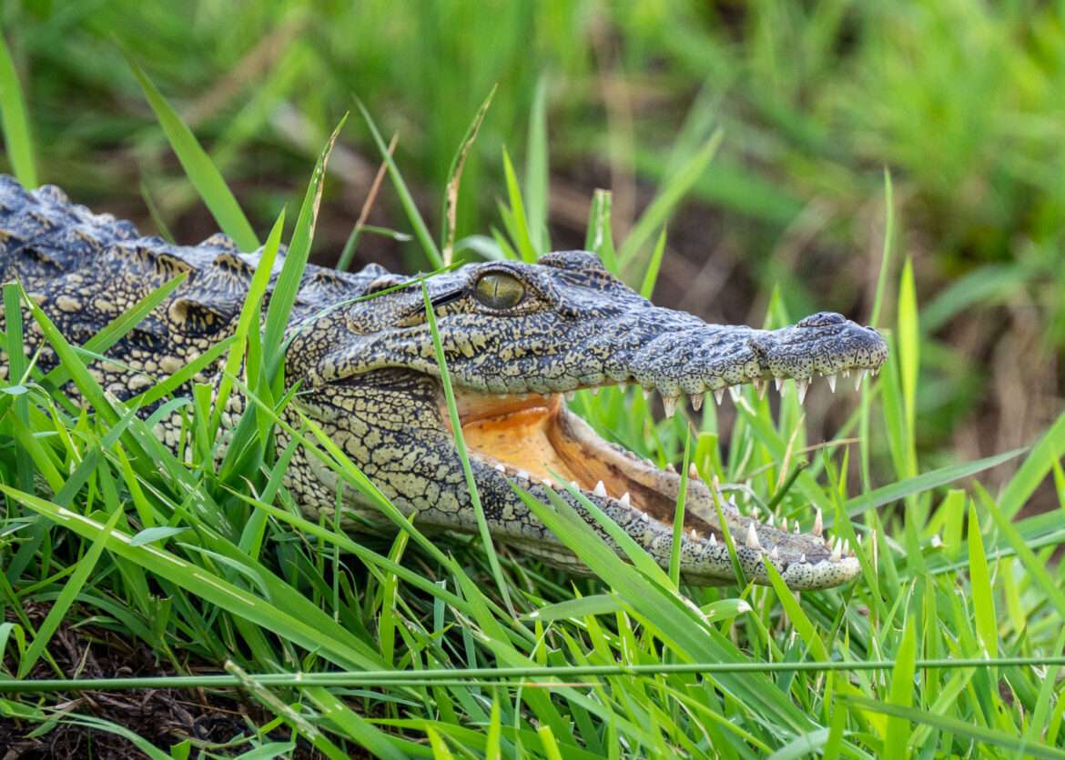 Krokotiili Botswana