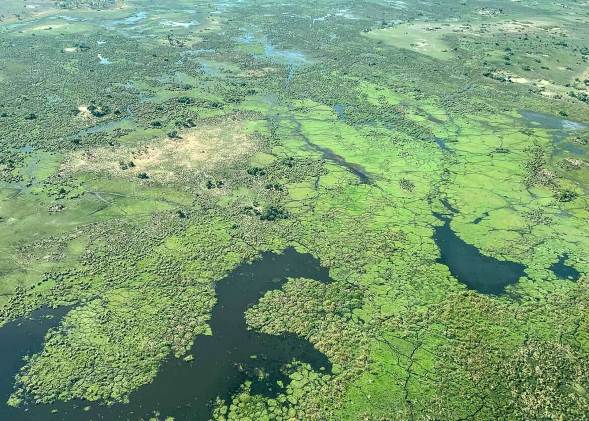 Okavangon suisto