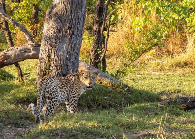 leopardi Afrikan eläimiä