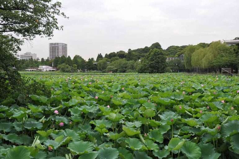 Vinkkejä Tokioon Uenon puutarha (kuva Kohteena maailma -blogi)
