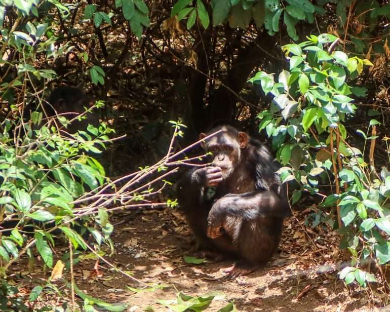 Tacugame simpanssi