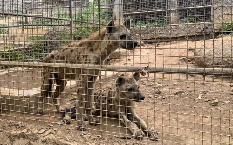 Villieläinpuisto hyeena