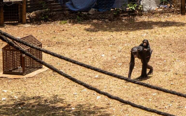Tacugama Sierra Leonesimpansseja