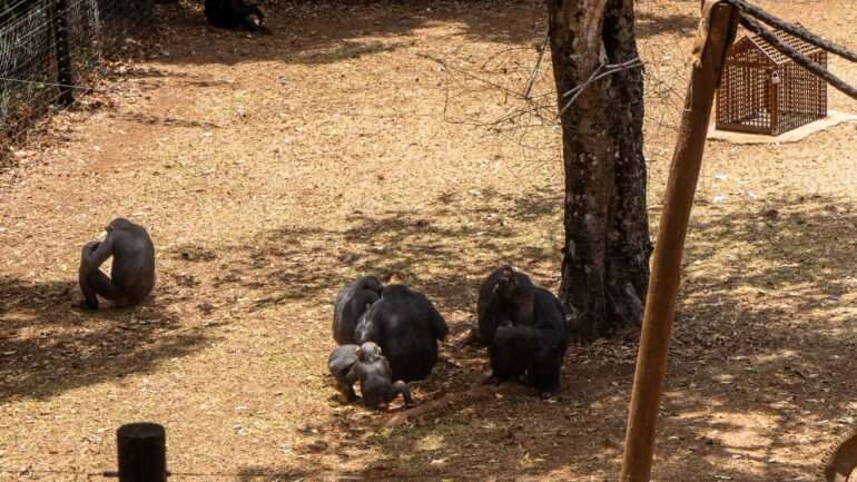 Tacugama simpansseja