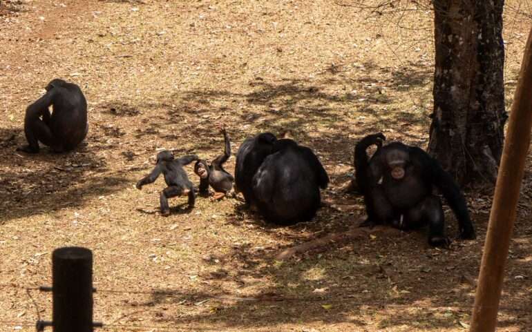 Simpanssiperhe