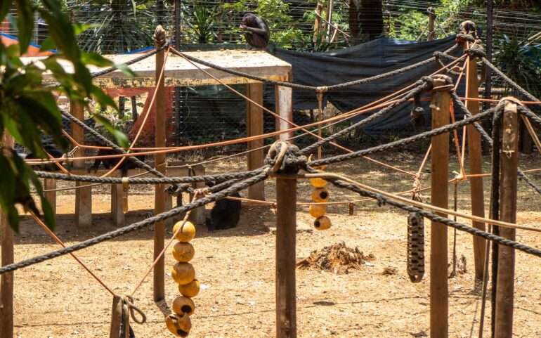 simpanssit treenaavat