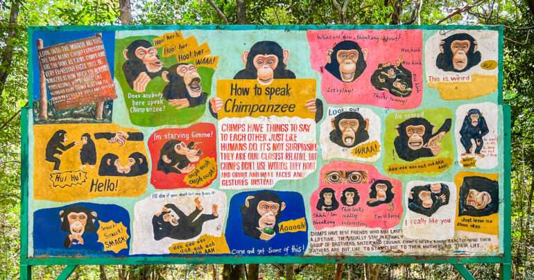 Simpanssien kieli Tacugama Sierra Leone